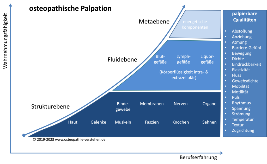 Palpation Definition und Beschreibung Osteopathie verstehen